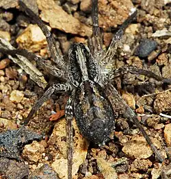 female