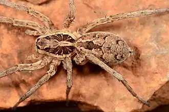 female H. zuluana