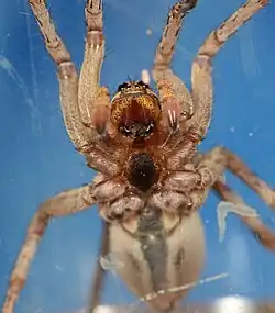 female