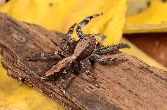 female