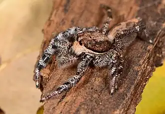 female