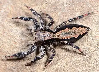 female H. zuluensis