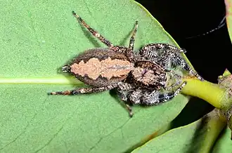 female