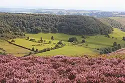 Hole of Horcum from the north, with flowering heather in the foreground, August 2017