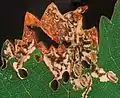 Leafmine on Vitis vinifera