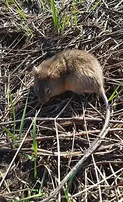 Brown rat