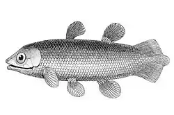 Undina gulo