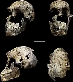 Skull of Neo