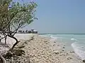 Waterfront structure, with black mangrove on left