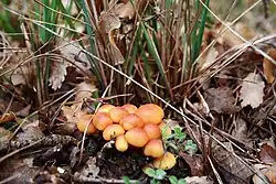 Fungi