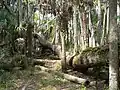 Fallen tree