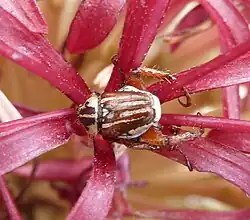 Scarab (Monkey beetle sp.) clinging to centre of single flower