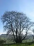 Coppiced U. glabra, Hopton Castle, Shropshire, England (2019)