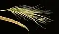 The spike of Hordeum murinum disarticulates into clusters of three spikelets