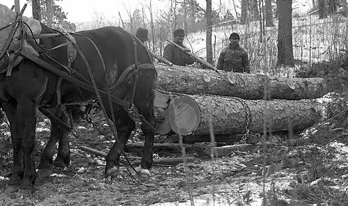 Horse-drawn skidding sledge under front end of logs