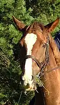 A blaze
