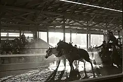 Black-and-white photograph of two harnessed draft horses straining together as they pull a weighted sled across a dirt arena, dust rising beneath their hooves while spectators watch from the stands inside a timber-framed pavilion.