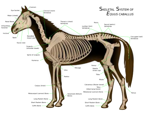 Horse skeleton with six lumbar vertebrae and 18 ribs