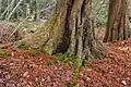 Typical rootstock of a Ulmus laevis (European white elm.)