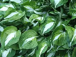 Hosta - Hosta 'Undulata'