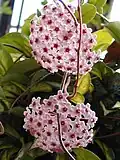 Flower clusters