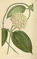 Hoya pottsii