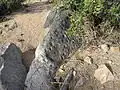 Cupule slab
