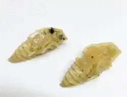 White pupa sitting on a blank background