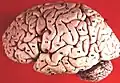 Human brain seen from side. Inferior frontal sulcus is labelled as #5 at mid-left.