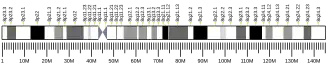 Chromosome 8 (human)