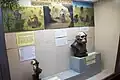 Human evolution exhibit