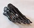 3D printing of BodyParts3D foot bone data.