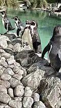 Humboldt penguins at Twycross Zoo