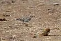 Hume's short-toed lark (Calandrella acutirostris).Amravati, Maharashtra, India.