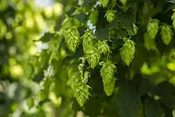 Hops plant