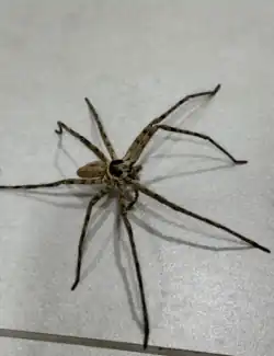 Adult Huntsman spider (Sparassidae) from Seychelles resting on a tiled floor.