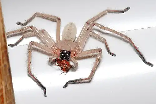 A huntsman spider consuming a small beetle