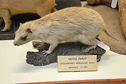 Stuffed brown hutia