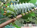 Caterpillar close up