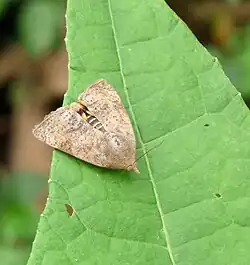 Teak defoliator in Kerala