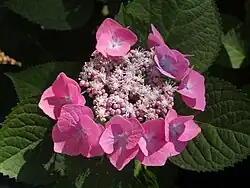 'Buntspecht'