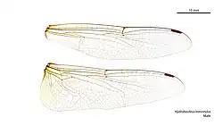 Male wings