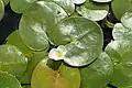 Hydrocharis - free floating