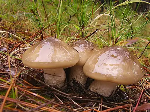 H. latitabundus