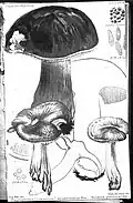 Hygrophorus squamulosus