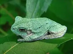Cope's gray tree frog (Hyla chrysoscelis)