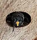 Hyleoides concinna female