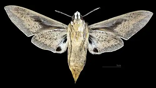 Female ventral