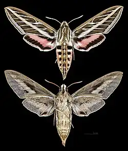 Hyles lineata