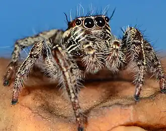 female
